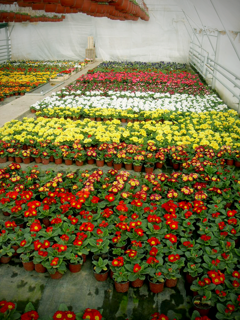 rasadnik jednogodisnjih cveca, proizvodnja rasada cveca, prodaja rasada cveca, rasadi cveca kupusina, rasadi cveca sombor, rasadi cveca vojvodina
