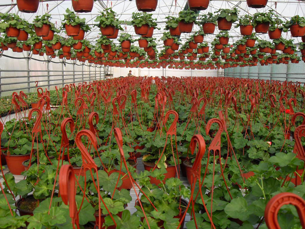 rasadnik jednogodisnjih cveca, proizvodnja rasada cveca, prodaja rasada cveca, rasadi cveca kupusina, rasadi cveca sombor, rasadi cveca vojvodina