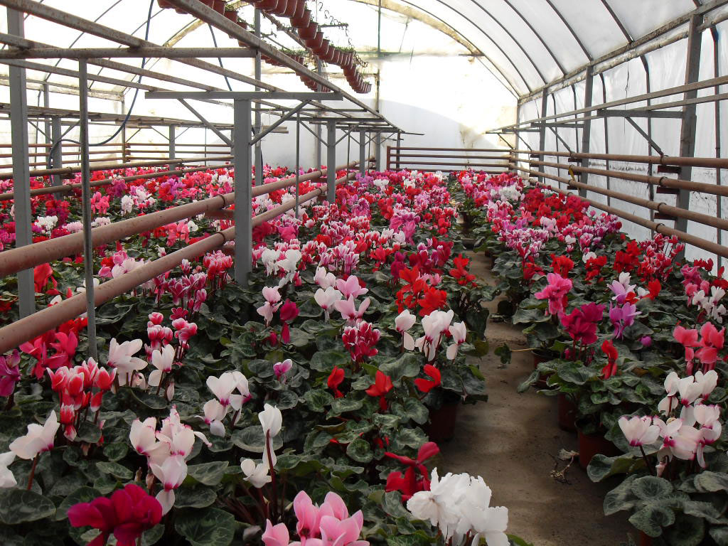 rasadnik jednogodisnjih cveca, proizvodnja rasada cveca, prodaja rasada cveca, rasadi cveca kupusina, rasadi cveca sombor, rasadi cveca vojvodina