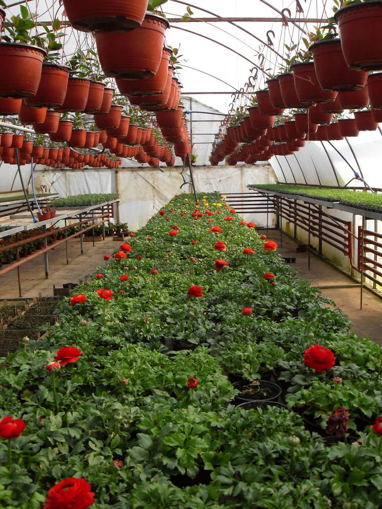rasadnik jednogodisnjih cveca, proizvodnja rasada cveca, prodaja rasada cveca, rasadi cveca kupusina, rasadi cveca sombor, rasadi cveca vojvodina