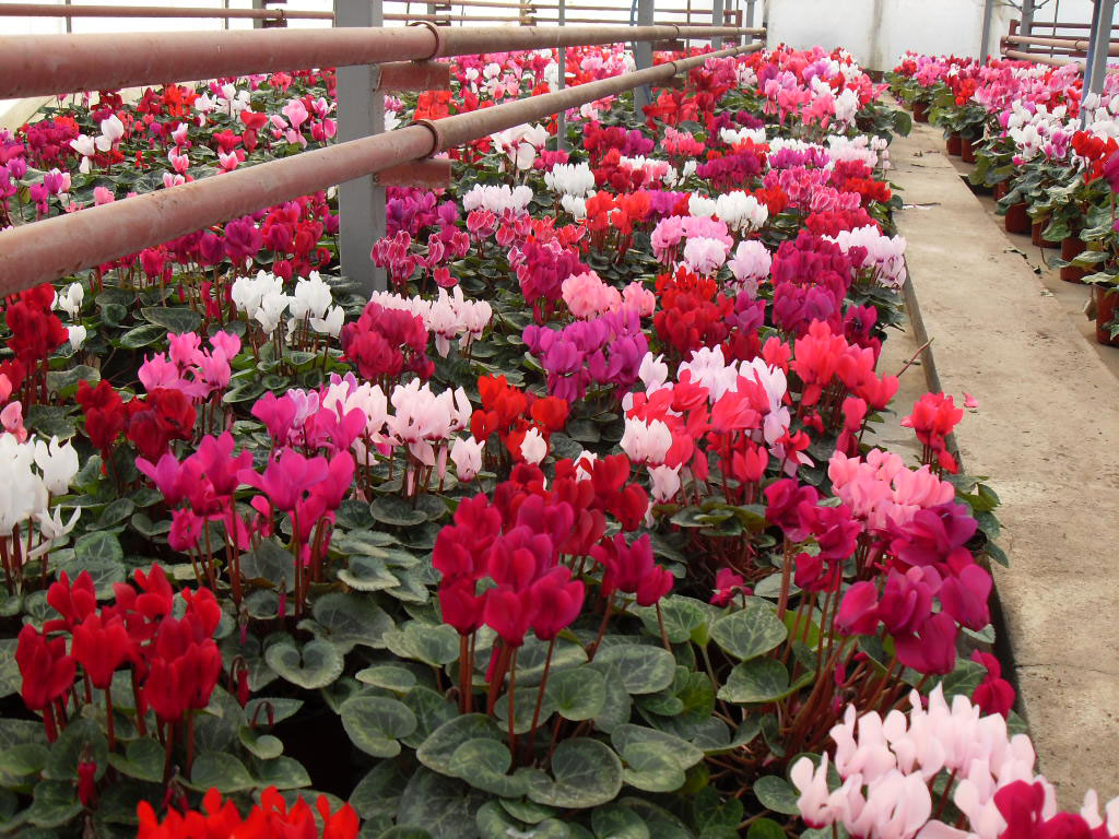 rasadnik jednogodisnjih cveca, proizvodnja rasada cveca, prodaja rasada cveca, rasadi cveca kupusina, rasadi cveca sombor, rasadi cveca vojvodina