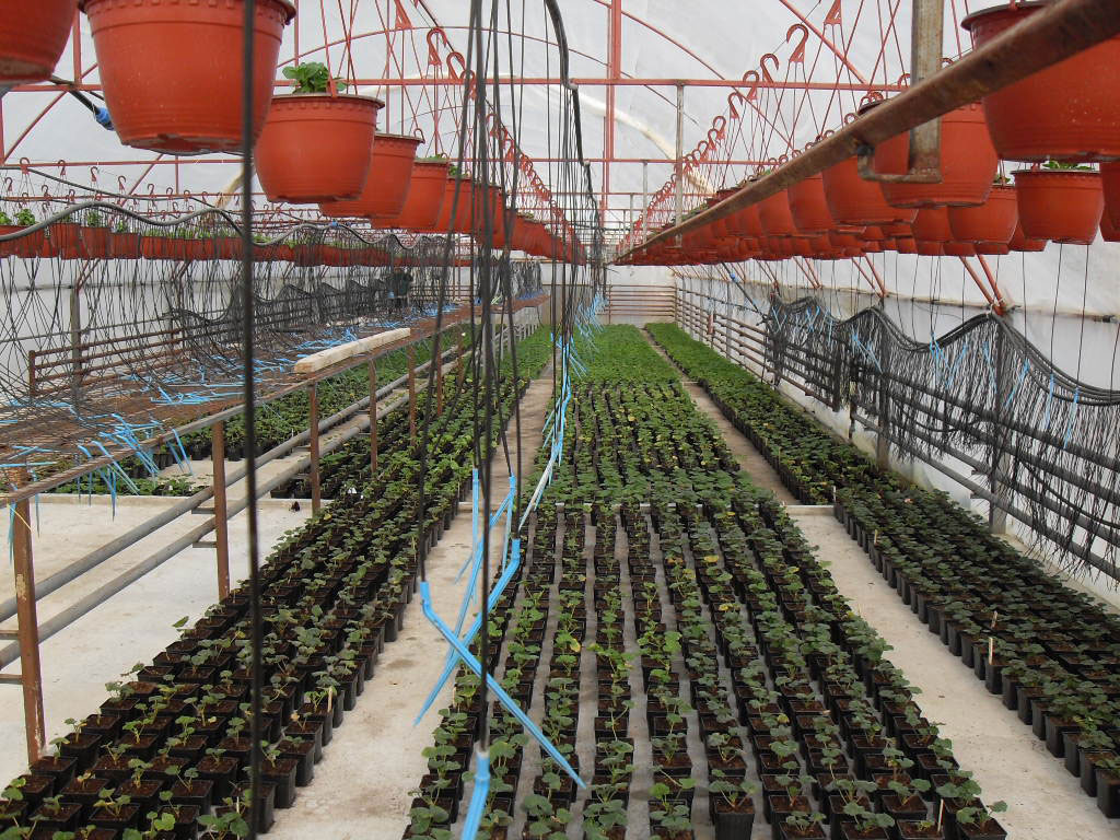 rasadnik jednogodisnjih cveca, proizvodnja rasada cveca, prodaja rasada cveca, rasadi cveca kupusina, rasadi cveca sombor, rasadi cveca vojvodina