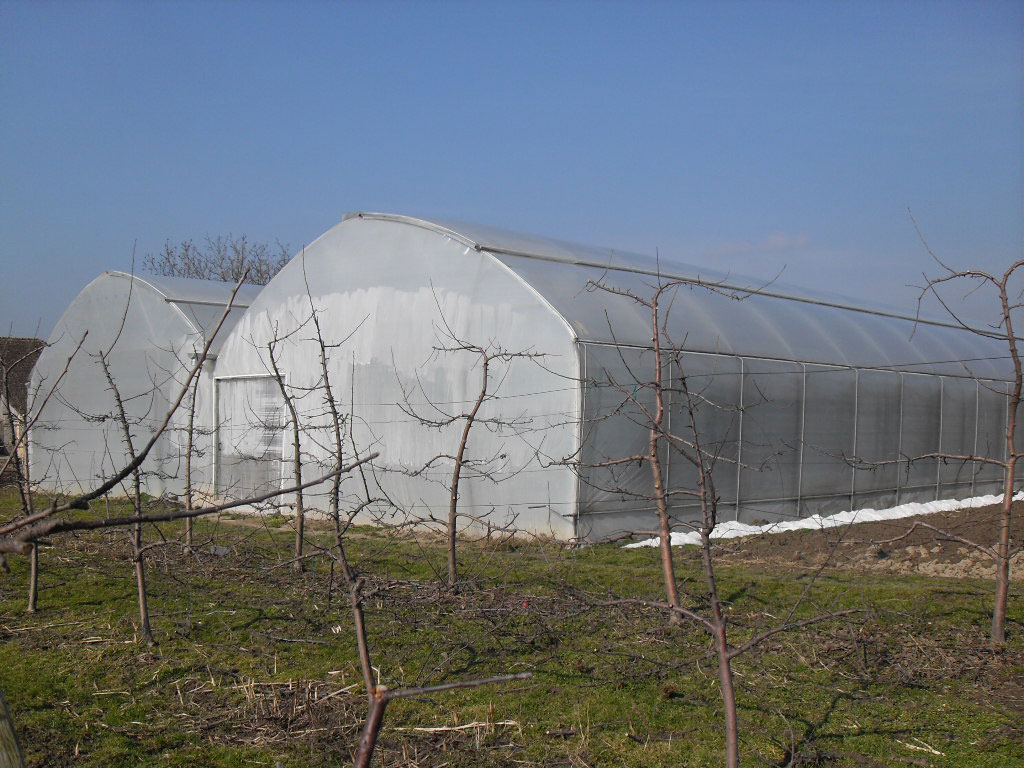 rasadnik jednogodisnjih cveca, proizvodnja rasada cveca, prodaja rasada cveca, rasadi cveca kupusina, rasadi cveca sombor, rasadi cveca vojvodina