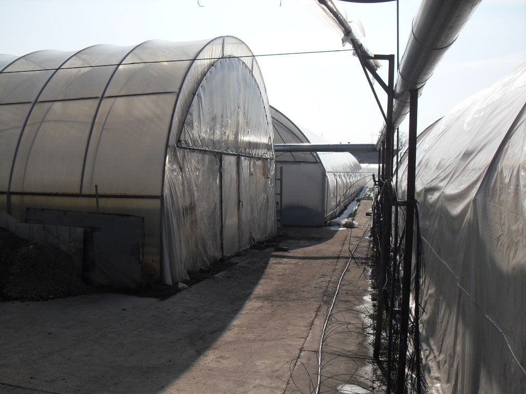 rasadnik jednogodisnjih cveca, proizvodnja rasada cveca, prodaja rasada cveca, rasadi cveca kupusina, rasadi cveca sombor, rasadi cveca vojvodina