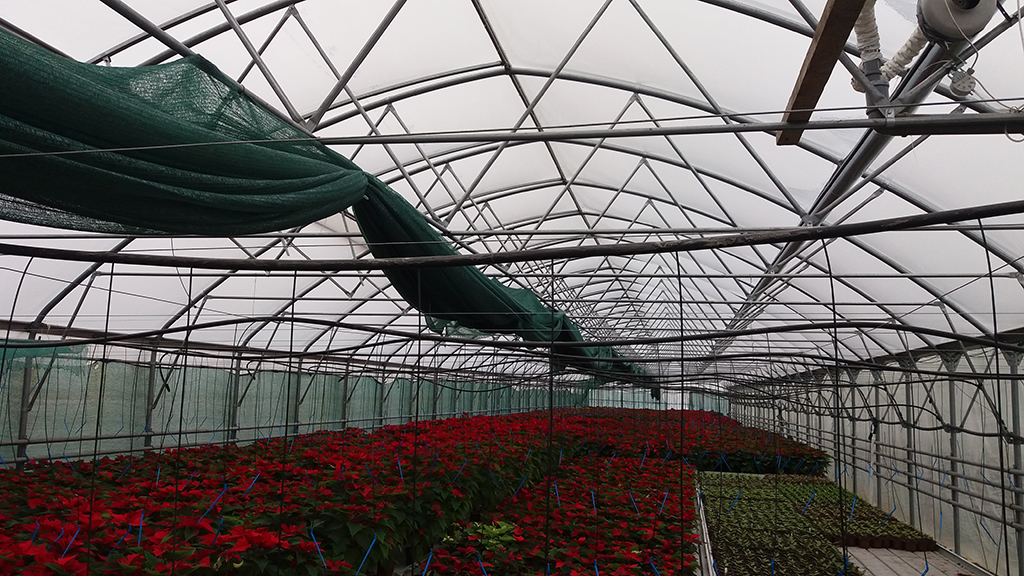 rasadnik jednogodisnjih cveca, proizvodnja rasada cveca, prodaja rasada cveca, rasadi cveca kupusina, rasadi cveca sombor, rasadi cveca vojvodina