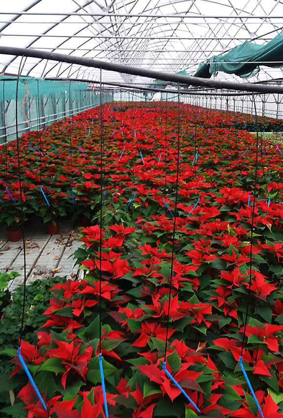 rasadnik jednogodisnjih cveca, proizvodnja rasada cveca, prodaja rasada cveca, rasadi cveca kupusina, rasadi cveca sombor, rasadi cveca vojvodina