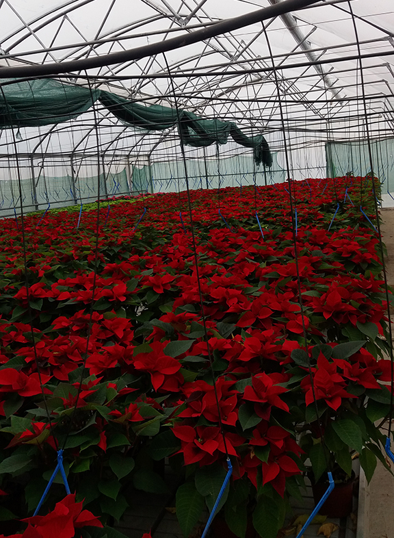 rasadnik jednogodisnjih cveca, proizvodnja rasada cveca, prodaja rasada cveca, rasadi cveca kupusina, rasadi cveca sombor, rasadi cveca vojvodina