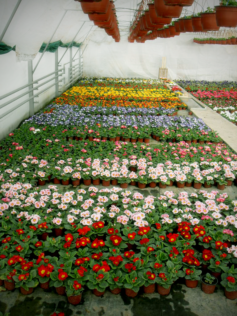 rasadnik jednogodisnjih cveca, proizvodnja rasada cveca, prodaja rasada cveca, rasadi cveca kupusina, rasadi cveca sombor, rasadi cveca vojvodina