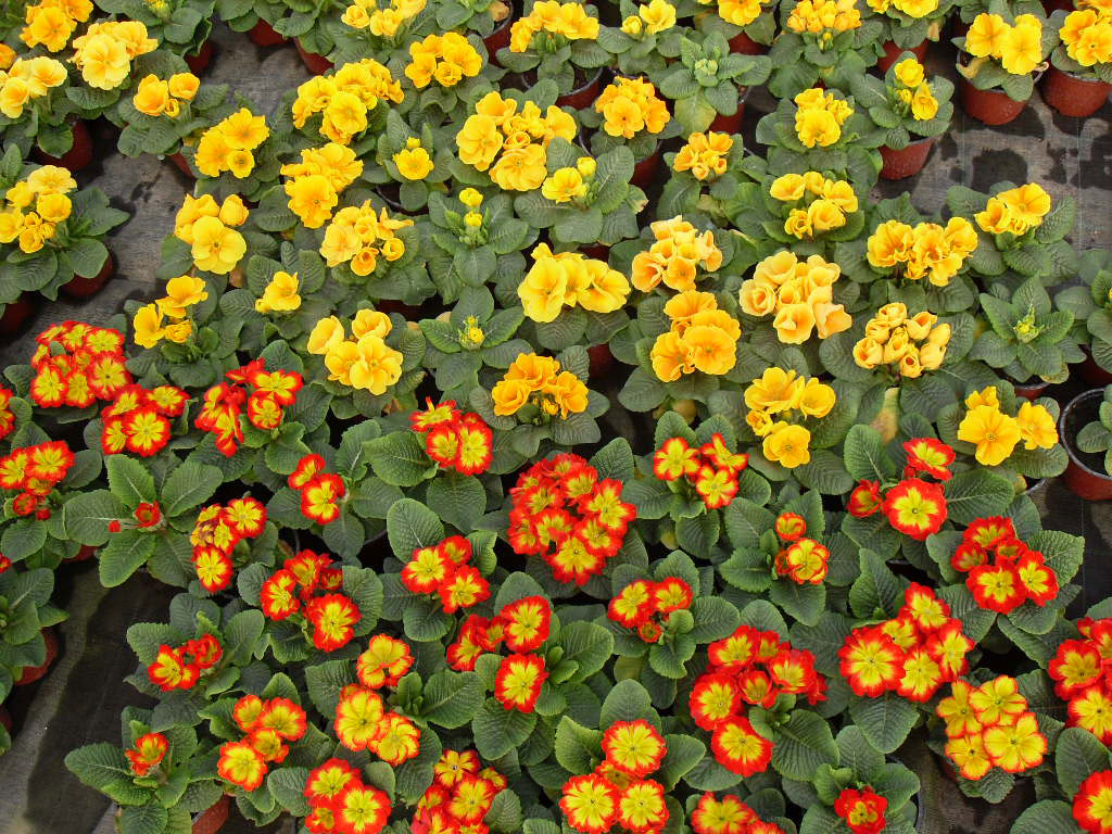 rasadnik jednogodisnjih cveca, proizvodnja rasada cveca, prodaja rasada cveca, rasadi cveca kupusina, rasadi cveca sombor, rasadi cveca vojvodina