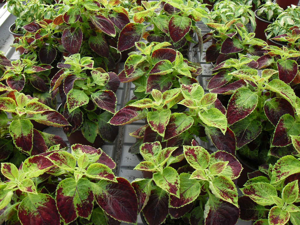 rasadnik jednogodisnjih cveca, proizvodnja rasada cveca, prodaja rasada cveca, rasadi cveca kupusina, rasadi cveca sombor, rasadi cveca vojvodina