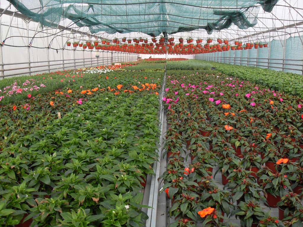 rasadnik jednogodisnjih cveca, proizvodnja rasada cveca, prodaja rasada cveca, rasadi cveca kupusina, rasadi cveca sombor, rasadi cveca vojvodina