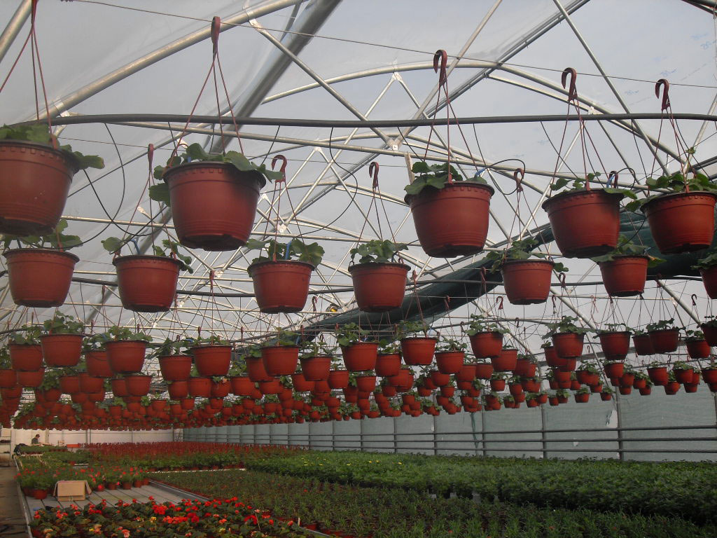 rasadnik jednogodisnjih cveca, proizvodnja rasada cveca, prodaja rasada cveca, rasadi cveca kupusina, rasadi cveca sombor, rasadi cveca vojvodina