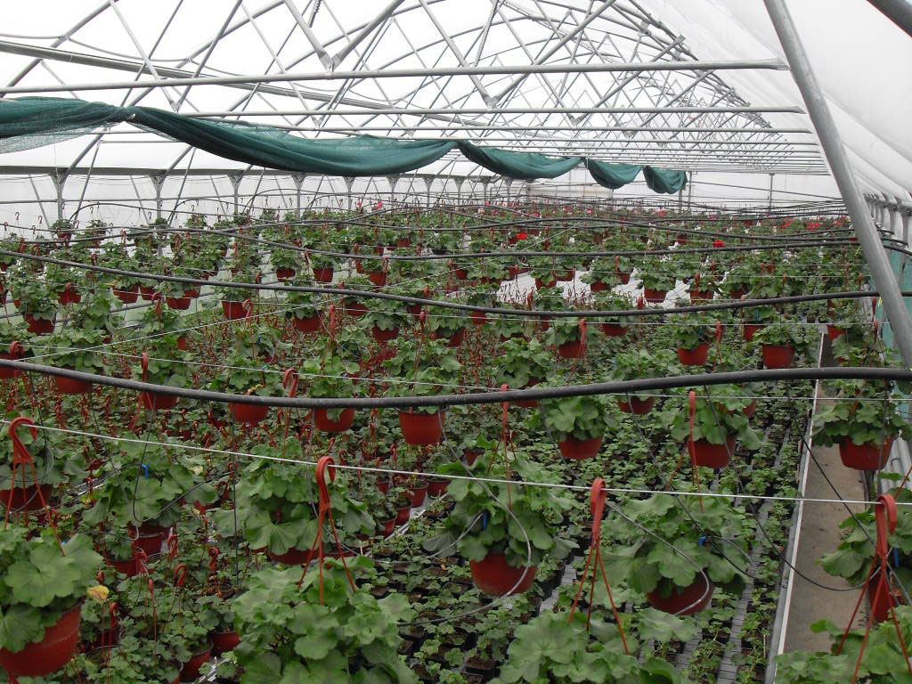 rasadnik jednogodisnjih cveca, proizvodnja rasada cveca, prodaja rasada cveca, rasadi cveca kupusina, rasadi cveca sombor, rasadi cveca vojvodina