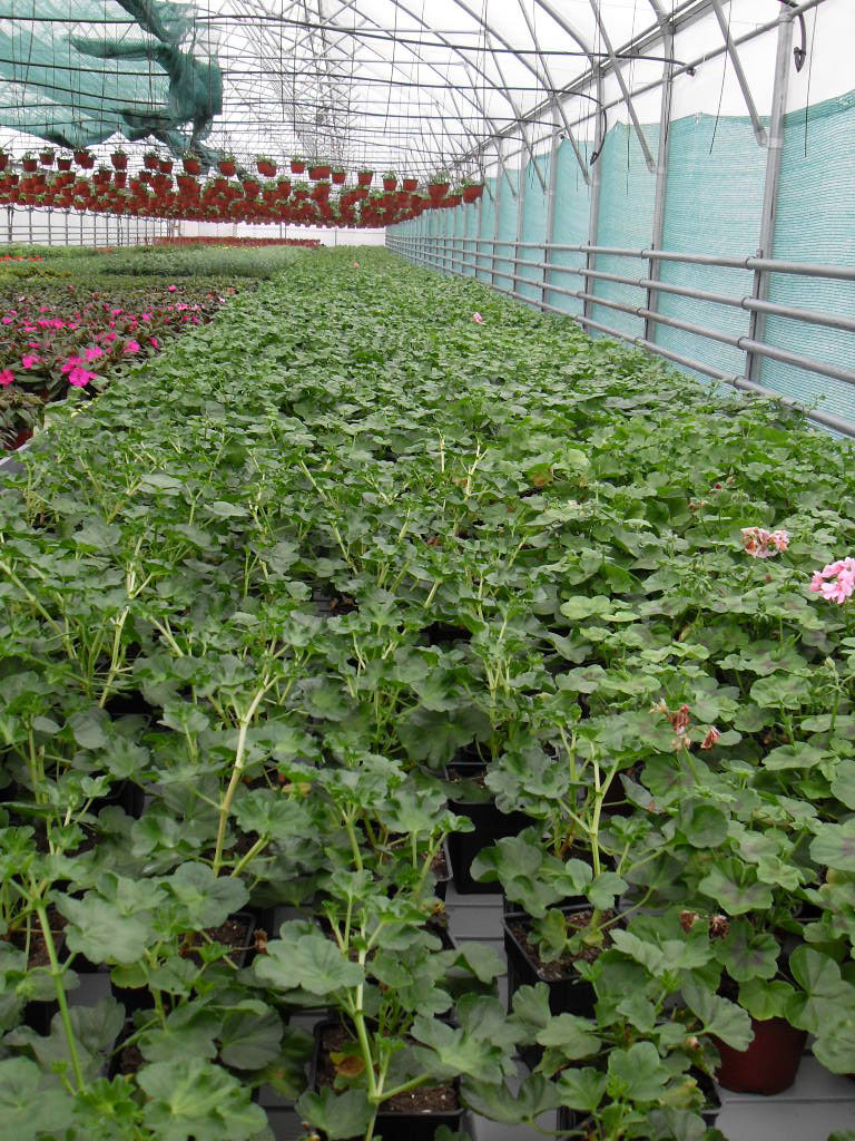 rasadnik jednogodisnjih cveca, proizvodnja rasada cveca, prodaja rasada cveca, rasadi cveca kupusina, rasadi cveca sombor, rasadi cveca vojvodina