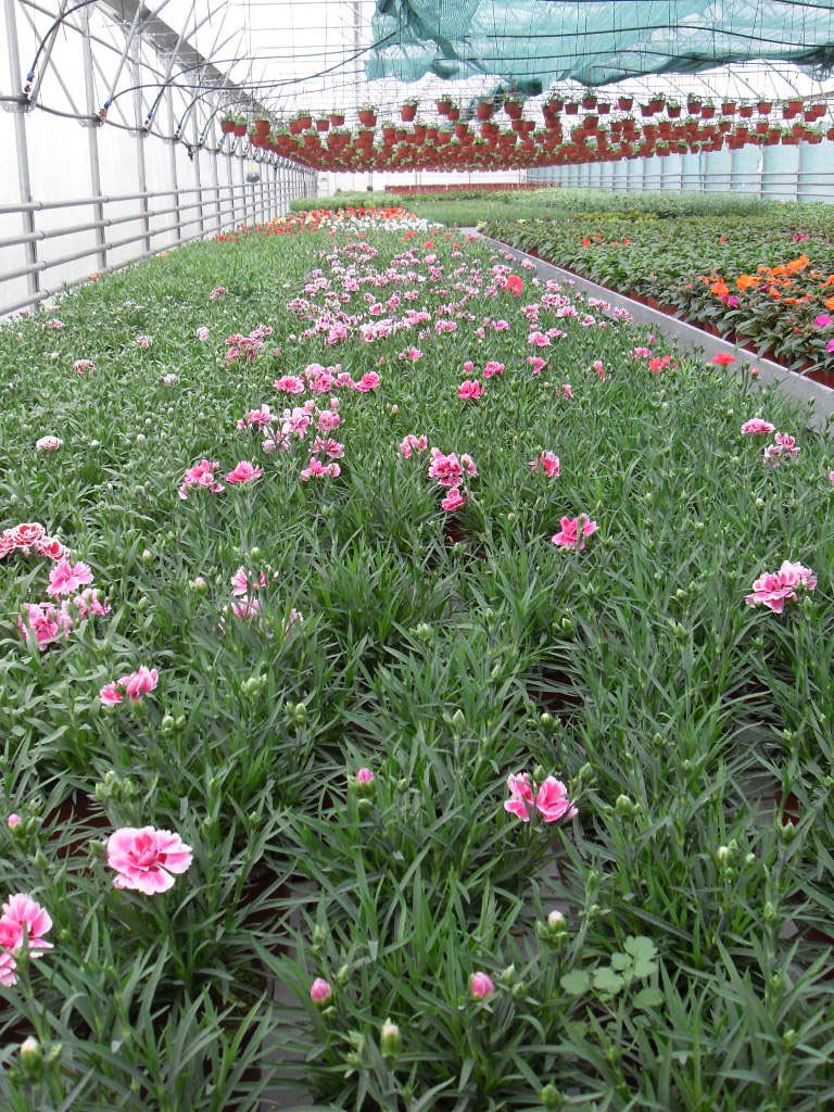 rasadnik jednogodisnjih cveca, proizvodnja rasada cveca, prodaja rasada cveca, rasadi cveca kupusina, rasadi cveca sombor, rasadi cveca vojvodina